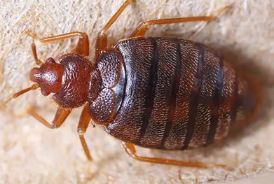 bed bug pest control near me