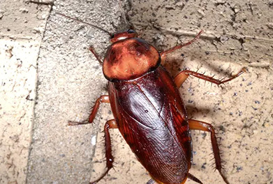 cockroaches pest control near me