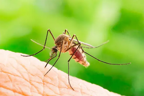 Dengue and Chikungunya