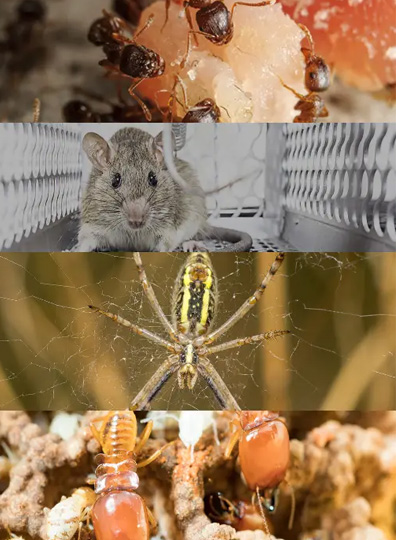 pest control services provider in india