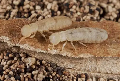 wood borer treatment near me